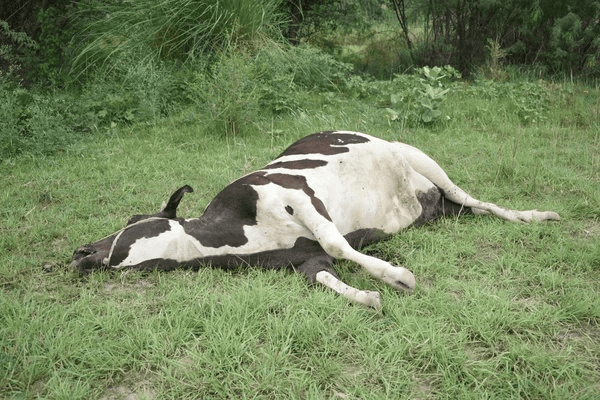 Wireframe Grid Overlay Prompt